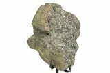 Fossil Sauropod Vertebra Section with Metal Stand - Colorado #354325-1